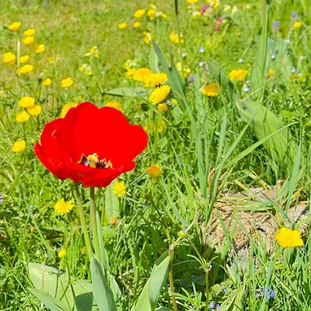 Διαμέρισμα Apartment Balingen City